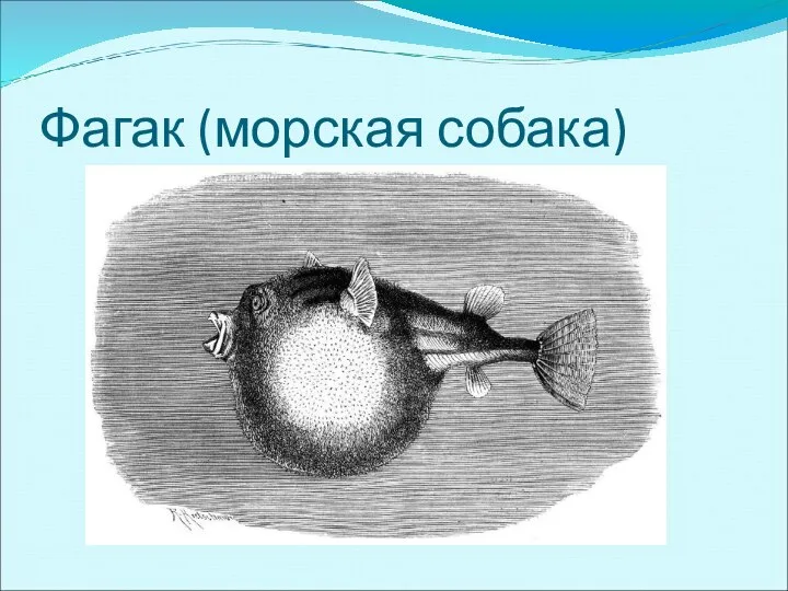 Фагак (морская собака)