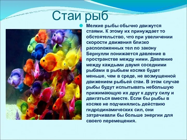 Стаи рыб Мелкие рыбы обычно движутся стаями. К этому их принуждает