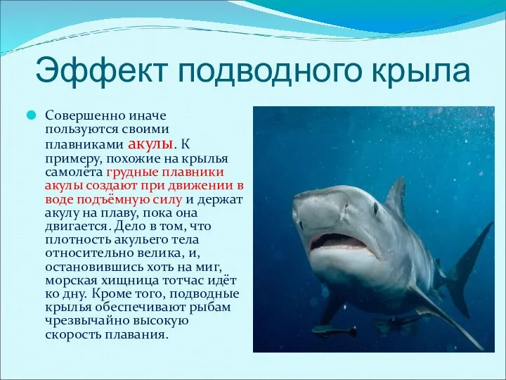 Эффект подводного крыла Совершенно иначе пользуются своими плавниками акулы. К примеру,