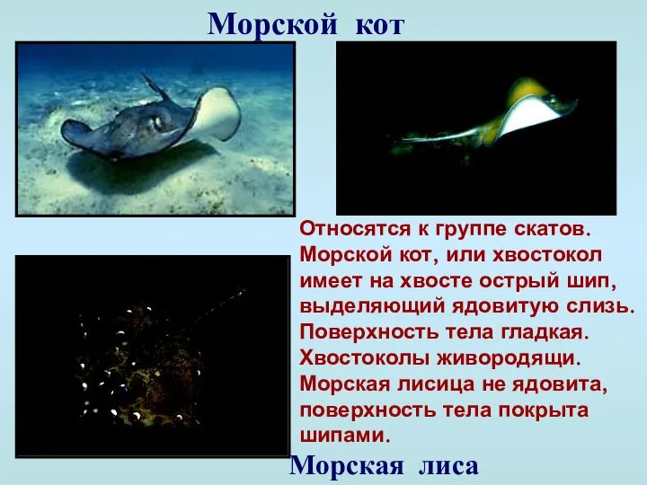 Морской кот Морская лиса Относятся к группе скатов. Морской кот, или