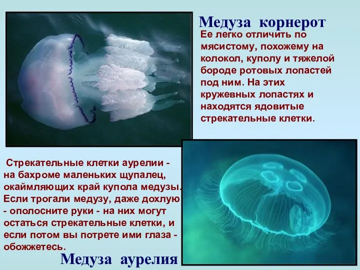 Медуза корнерот Ее легко отличить по мясистому, похожему на колокол, куполу