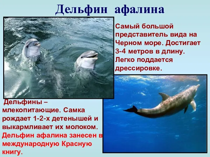 Дельфин афалина Самый большой представитель вида на Черном море. Достигает 3-4