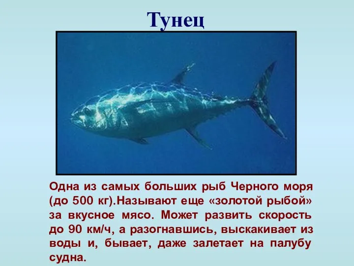 Тунец Одна из самых больших рыб Черного моря (до 500 кг).Называют