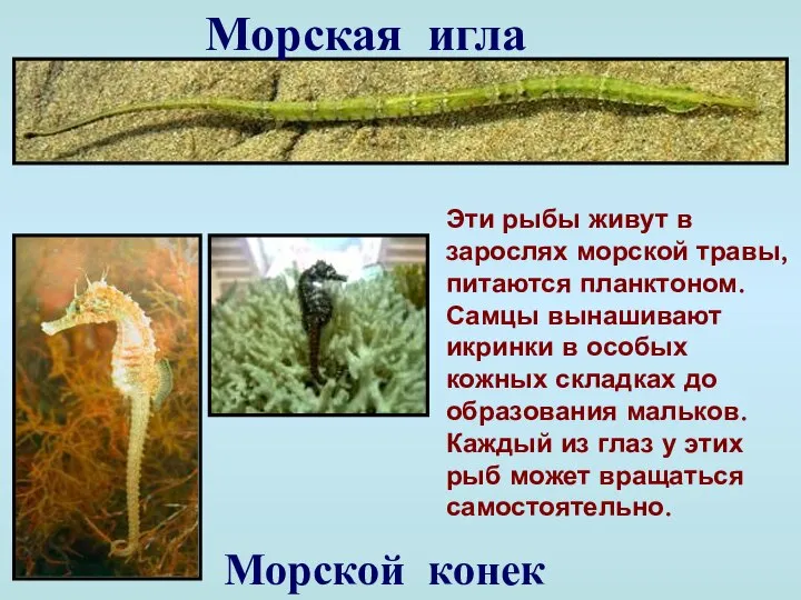 Морская игла Морской конек Эти рыбы живут в зарослях морской травы,