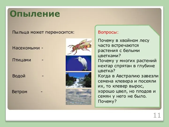 Пыльца может переносится: Опыление Насекомыми - Птицами - Водой - Ветром