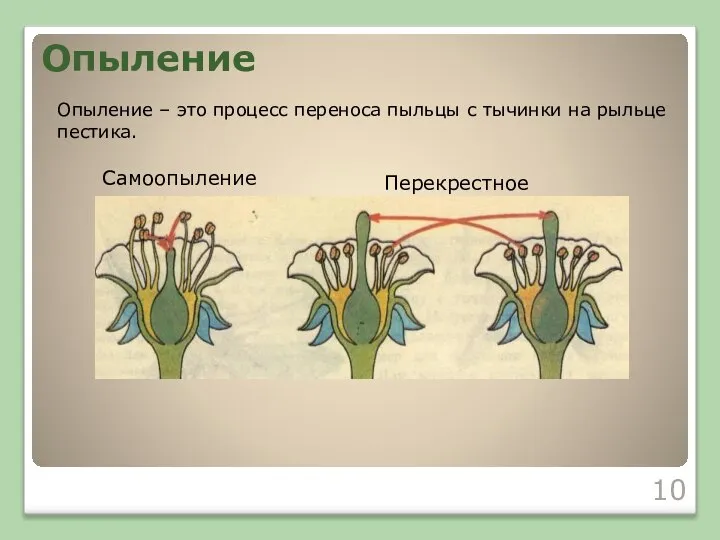 Опыление Опыление – это процесс переноса пыльцы с тычинки на рыльце пестика. Самоопыление Перекрестное