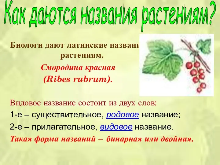 Биологи дают латинские названия растениям. Смородина красная (Ribes rubrum). Видовое название