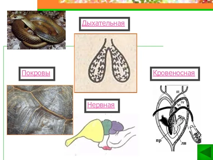 Кровеносная Нервная Покровы Дыхательная