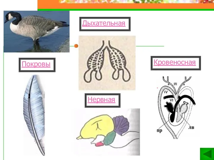 Дыхательная Покровы Нервная Кровеносная