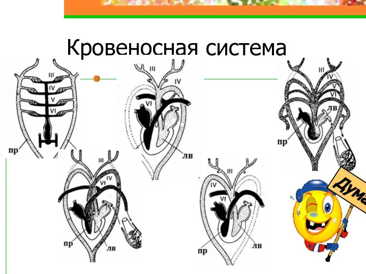 Кровеносная система