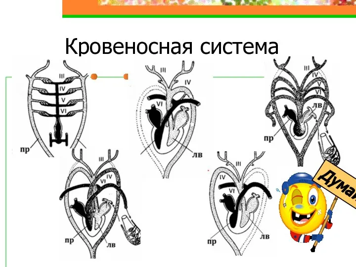 Кровеносная система