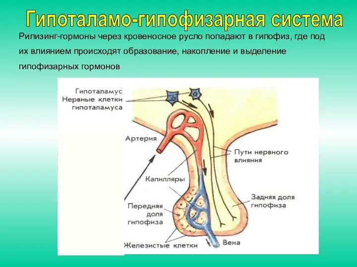 Рилизинг-гормоны через кровеносное русло попадают в гипофиз, где под их влиянием