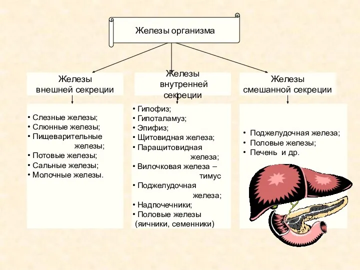 Железы внутренней секреции Железы смешанной секреции Железы внешней секреции Слезные железы;