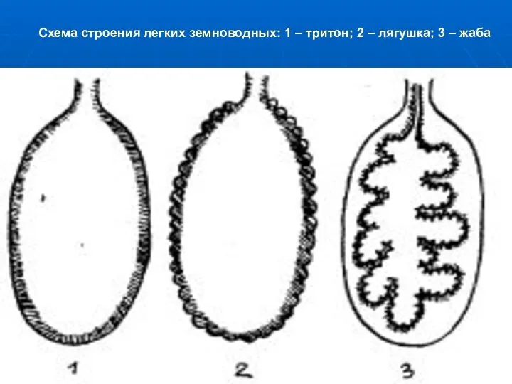 Схема строения легких земноводных: 1 – тритон; 2 – лягушка; 3 – жаба