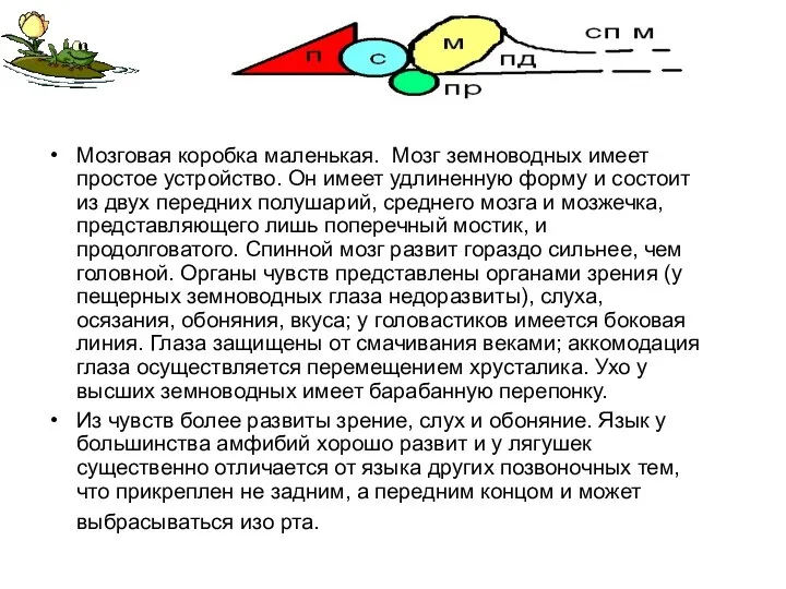 Мозговая коробка маленькая. Мозг земноводных имеет простое устройство. Он имеет удлиненную