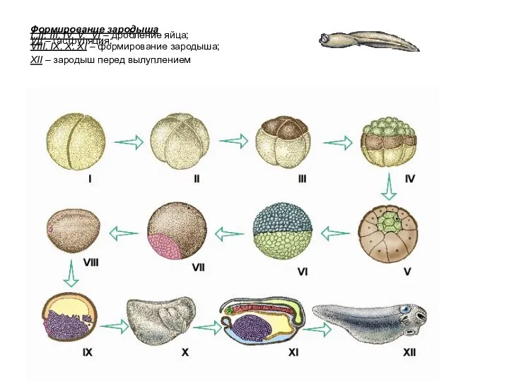 Формирование зародыша I, II, III, IV, V, VI – дробление яйца;