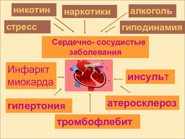 наркотики никотин алкоголь гиподинамия атеросклероз тромбофлебит стресс гипертония инсульт Инфаркт миокарда Сердечно- сосудистые заболевания