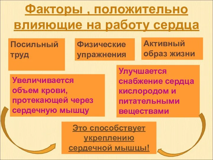 Факторы , положительно влияющие на работу сердца Физические упражнения Активный образ