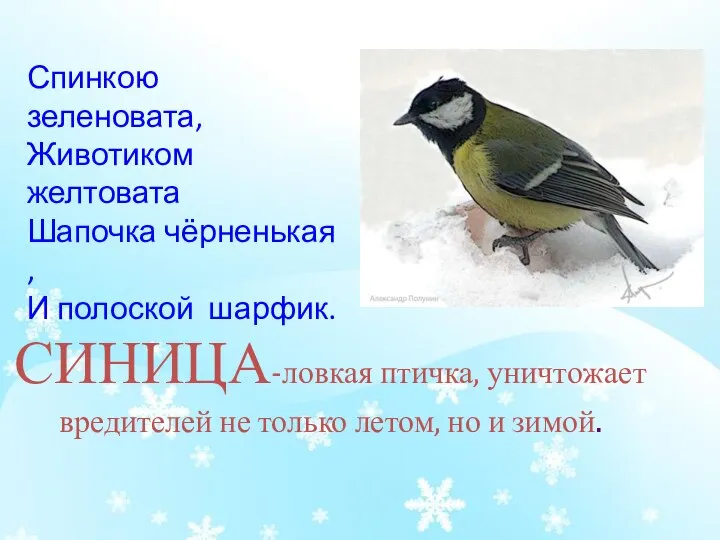 СИНИЦА-ловкая птичка, уничтожает вредителей не только летом, но и зимой. Спинкою