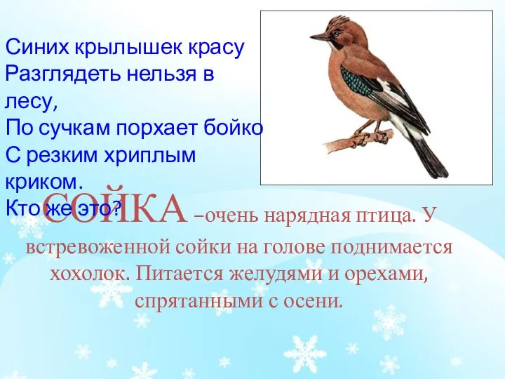 СОЙКА –очень нарядная птица. У встревоженной сойки на голове поднимается хохолок.