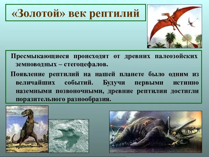 «Золотой» век рептилий Пресмыкающиеся происходят от древних палеозойских земноводных – стегоцефалов.