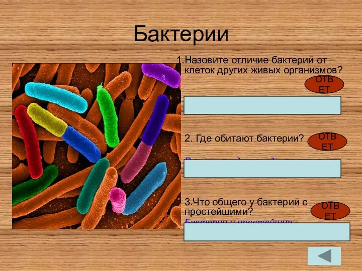 Бактерии Назовите отличие бактерий от клеток других живых организмов? Не имеют