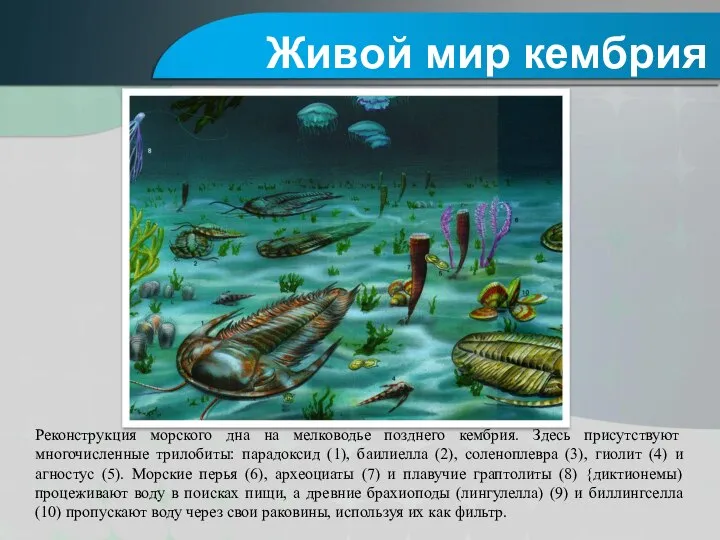 Реконструкция морского дна на мелководье позднего кембрия. Здесь присутствуют многочисленные трилобиты: