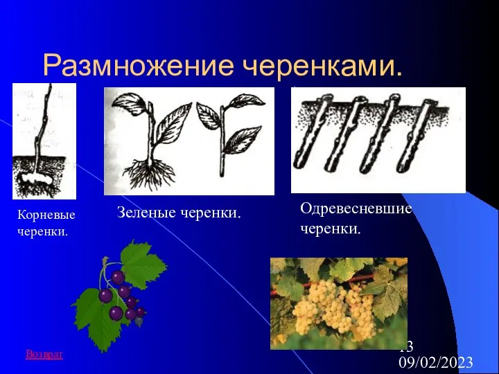 09/02/2023 Размножение черенками. Одревесневшие черенки. Зеленые черенки. Корневые черенки. Возврат