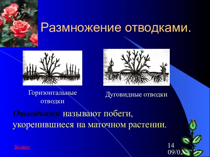 09/02/2023 Размножение отводками. Горизонтальные отводки Дуговидные отводки Отводками называют побеги, укоренившиеся на маточном растении. Возврат