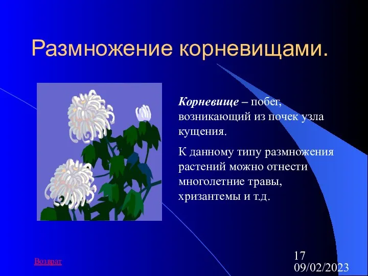 09/02/2023 Размножение корневищами. Корневище – побег, возникающий из почек узла кущения.