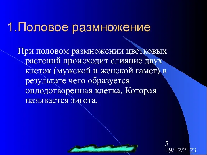 09/02/2023 Половое размножение При половом размножении цветковых растений происходит слияние двух