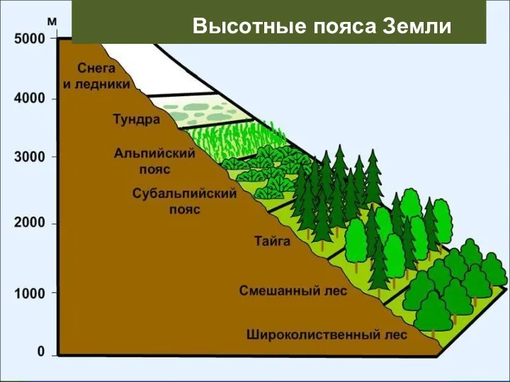 Высотные пояса Земли