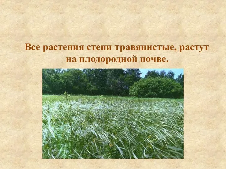 Все растения степи травянистые, растут на плодородной почве.