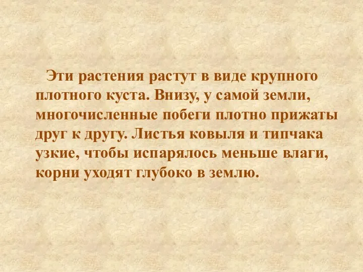 Эти растения растут в виде крупного плотного куста. Внизу, у самой