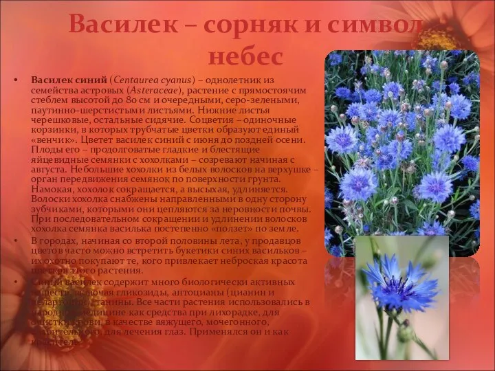 Василек – сорняк и символ небес Василек синий (Centaurea cyanus) –