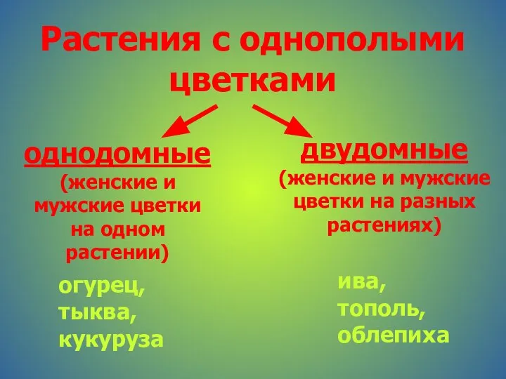 Растения с однополыми цветками однодомные (женские и мужские цветки на одном