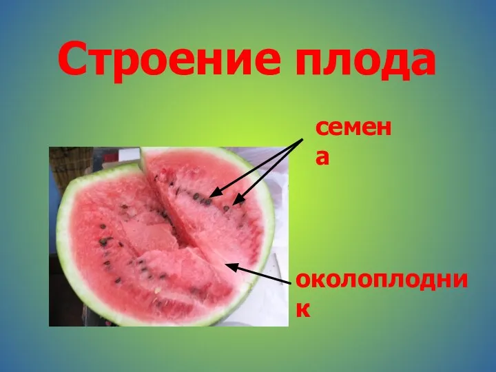 Строение плода семена околоплодник