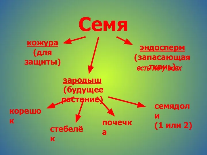 Семя кожура (для защиты) эндосперм (запасающая ткань) зародыш (будущее растение) есть