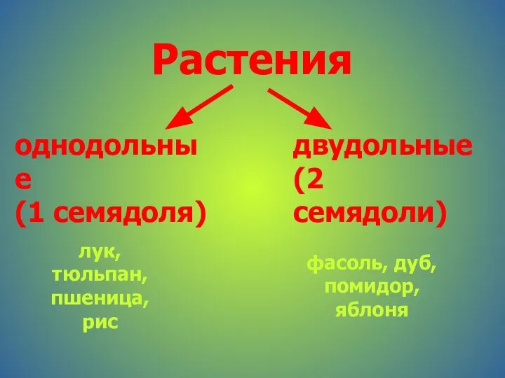 Растения однодольные (1 семядоля) двудольные (2 семядоли) лук, тюльпан, пшеница, рис фасоль, дуб, помидор, яблоня