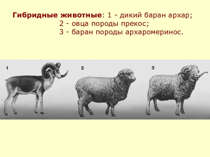 Гибридные животные: 1 - дикий баран архар; 2 - овца породы