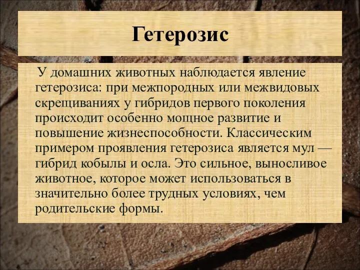 Гетерозис У домашних животных наблюдается явление гетерозиса: при межпородных или межвидовых