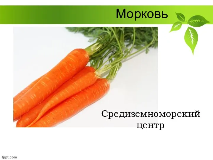 Морковь Средиземноморский центр