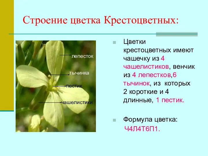 Строение цветка Крестоцветных: Цветки крестоцветных имеют чашечку из 4 чашелистиков, венчик