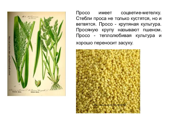 Просо имеет соцветие-метелку. Стебли проса не только кустятся, но и ветвятся.