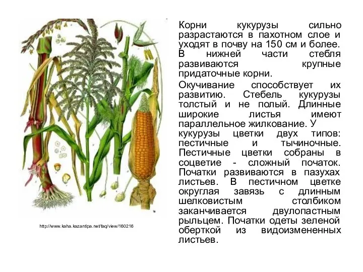 Корни кукурузы сильно разрастаются в пахотном слое и уходят в почву