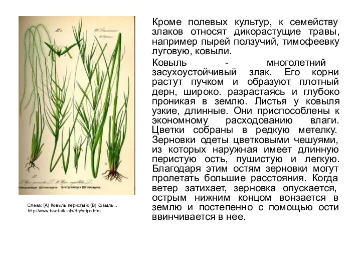 Кроме полевых культур, к семейству злаков относят дикорастущие травы, например пырей