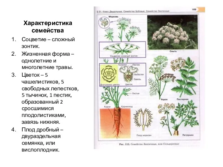 Характеристика семейства Соцветие – сложный зонтик. Жизненная форма – однолетние и