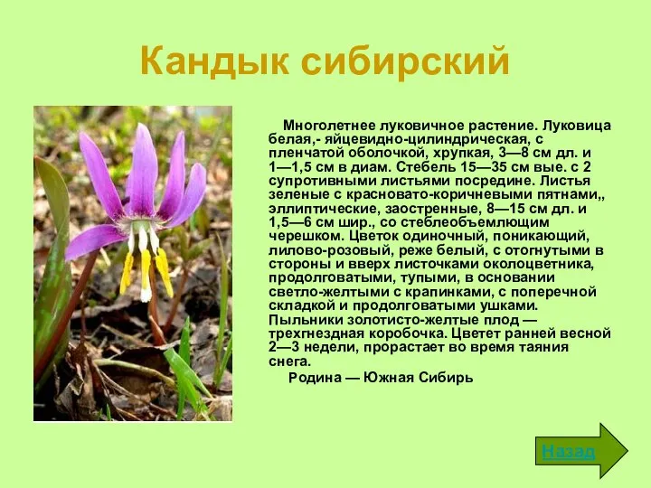 Кандык сибирский Многолетнее луковичное растение. Луковица белая,- яйцевид­но-цилиндрическая, с пленчатой оболочкой,
