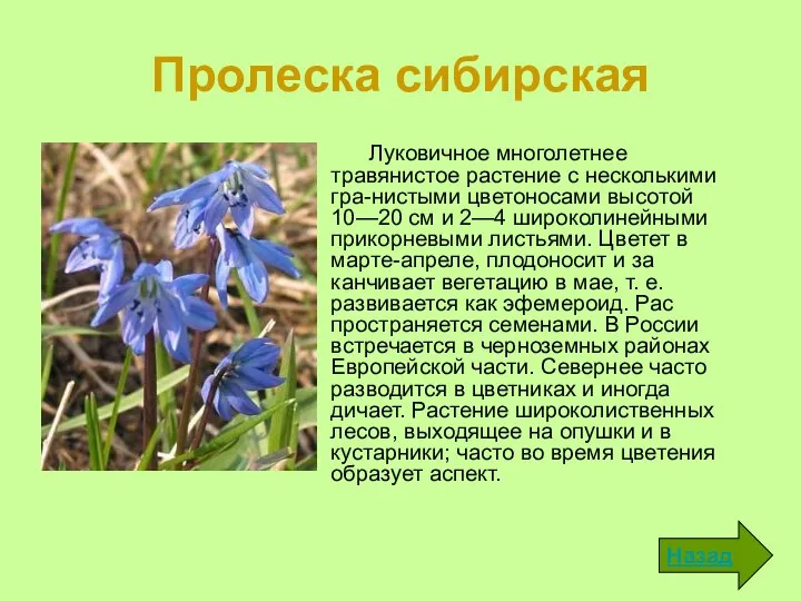 Пролеска сибирская Луковичное многолетнее травянистое растение с несколькими гра-нистыми цветоносами высотой