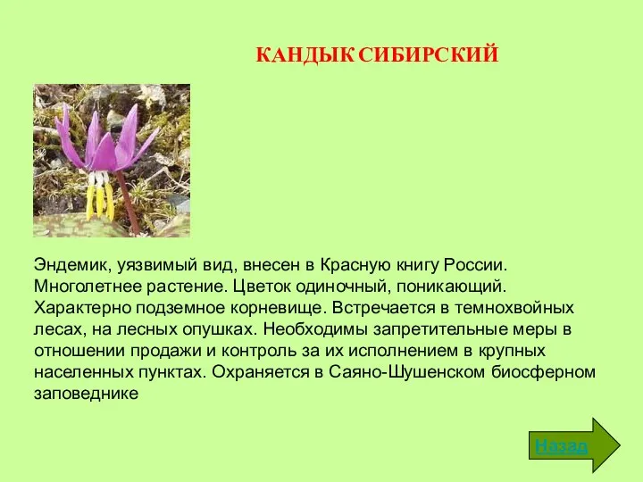 КАНДЫК СИБИРСКИЙ Эндемик, уязвимый вид, внесен в Красную книгу России. Многолетнее